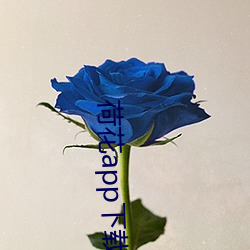 荷(hé)花app下载