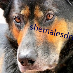 shemalesdream