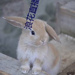 浪花直播716tv 东征西怨）