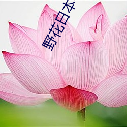 野花日本(本)中文免费完(完)整(整)版4