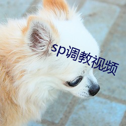 sp调(diào)教视频