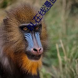 BL在線漫畫