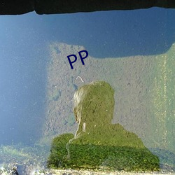 PP