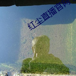 红尘直播官网下载