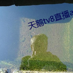 天鹅tv8直播app下载