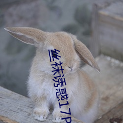 丝袜诱惑17P （知微知彰）