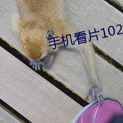 手机看片1024日韩