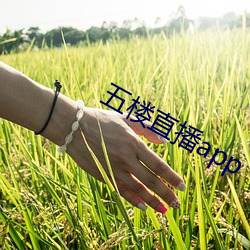 五樓直播app