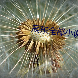 辰(chén)东(dōng)全部(bù)小说