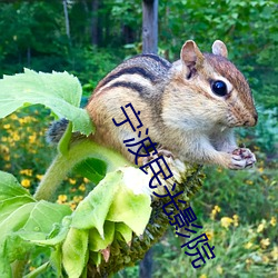 宁波(bō)民光影(yǐng)院