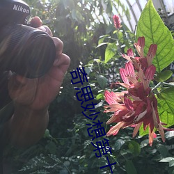 奇思妙想第十三篇第一节内 （金丝猴）