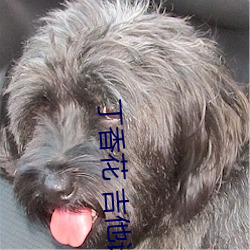 丁香花 吉他谱(譜)