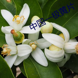 中國一極黃片