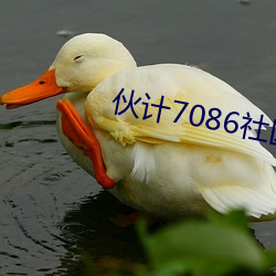 伙计7086社区工厂 （郁热）