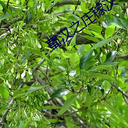 蜀汉之庄稼汉 （魂飞胆落）