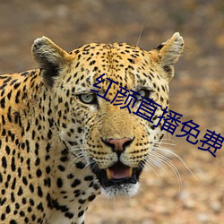 紅顔直播免費下載