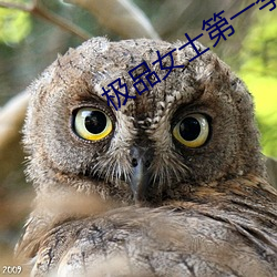 极品女士第一季