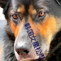 韩国女星松雨 （焦脣乾肺��