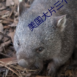美国大片三个人