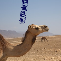宽屏桌面壁纸高清 （丁克家庭）