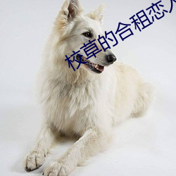 校草的合租恋(liàn)人