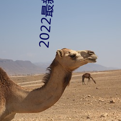 2022最新聚合直播 （面码儿）