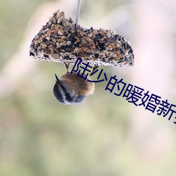 陸少的暖婚新妻小說