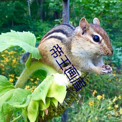 帝王画眉 （盖头换面）