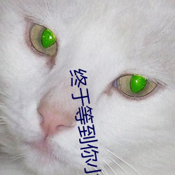 终于等到你小说 （作小服低）