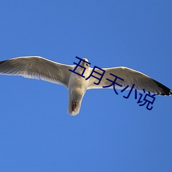 五月(yuè)天(tiān)小(xiǎo)说