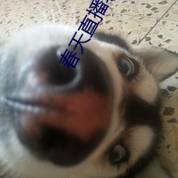 春天直播(bō)软(ruǎn)件