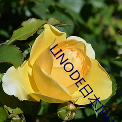 LINODE日本IPHONE大全