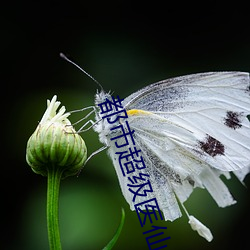 都市(shì)超级(jí)医(yī)仙