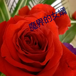 魔界(jiè)的女婿