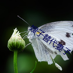 嫂子替代妻子