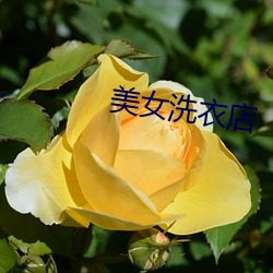 美女洗衣店 （分道扬镳）