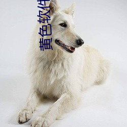 黃色軟件有什麽