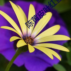 陈(陳)黄皮叶红鱼