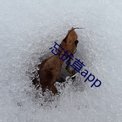 忘扰(擾)草app