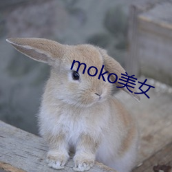 moko玉人 （狂风暴雨）