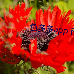 色多多app下载安装 （崎岖