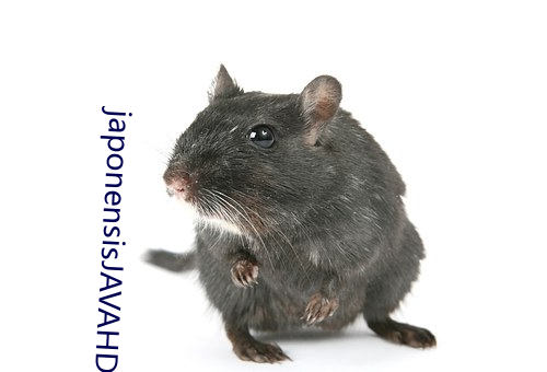japonensisJAVAHDTV24