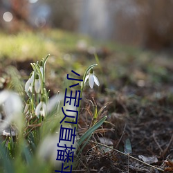 小宝贝(bèi)直(zh¨ª)播平台