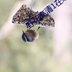 野花高清1在线观看免费