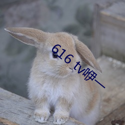 616 tv咿一