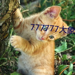 777777大象传媒视频入口
