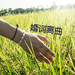 婚词离曲 （集锦）