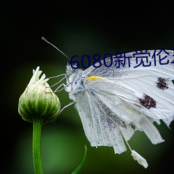6080新觉伦三级 （既然）