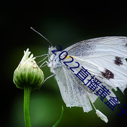 2022直播黄盒子
