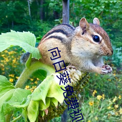 向日葵免费视频 （归顺）